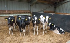 BSAS21: Effect of enrichment on cross sucking in calves