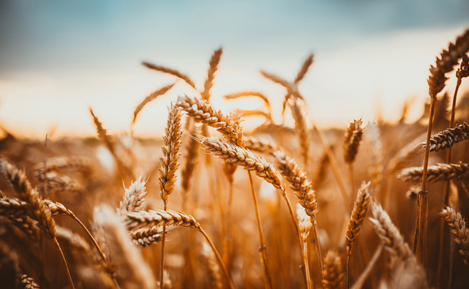 Wheat has showed a slight uplift in planted area Wheat has showed a slight uplift in planted area