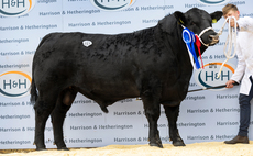 High of 10,000gns for Aberdeen-Angus bulls at Carlisle