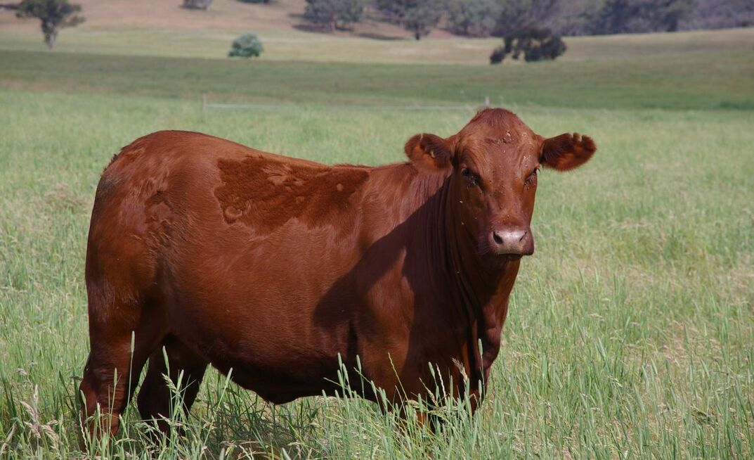 Many studies have shown calm animals gain more weight more quickly compared to their feistier counterparts. 