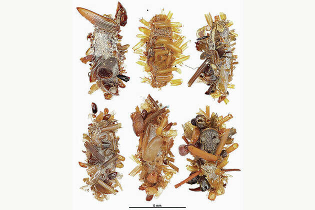 Hawaiis bone collector caterpillar wears body parts of dead prey