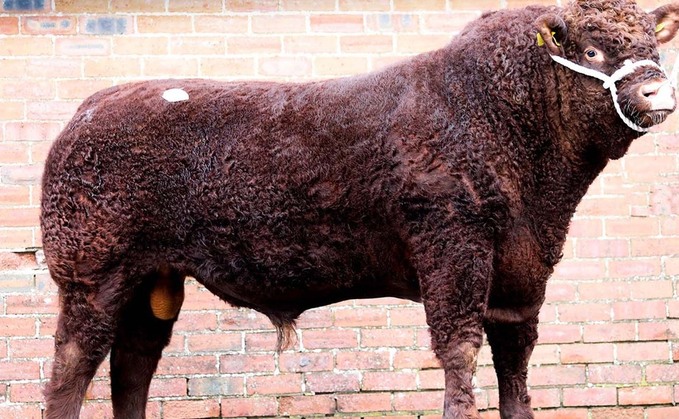 Salers bulls sell to 9,000gns at Castle Douglas