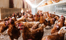 Iran war: poultry sector issues fears over animal medicines and nutrients