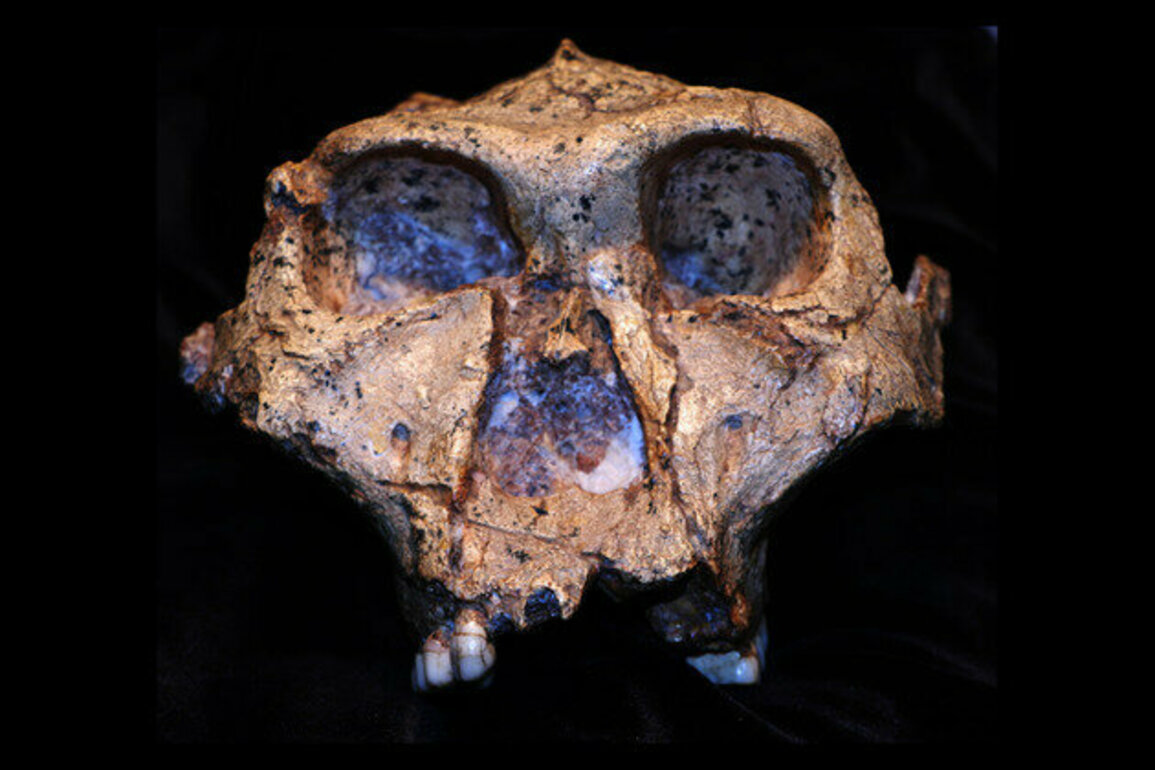 New clues from 2 million-year-old tooth enamel tell us more about an ancient relative of humans