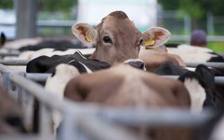 Dairy farmer involvement needed in Johne's disease research 