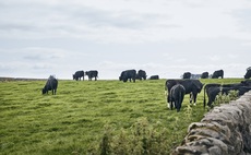 'Beef Sustainability Pilot': Co-op to reward farmers that slash emissions