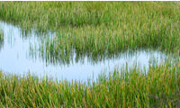 Cleaning up: how artificial reed beds are helping to solve unsavoury sewage side effects 