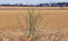  DPIRD in WA is targeting skeleton weed this summer. Image courtesy DPIRD.