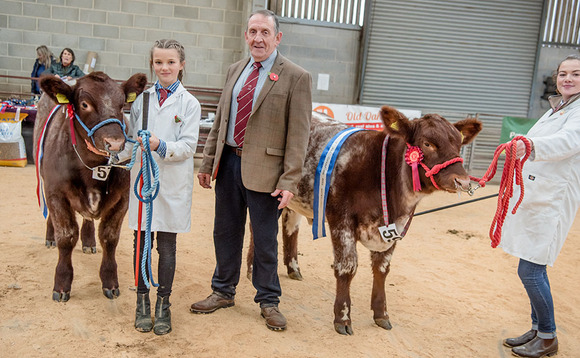 Strong entry at Rising Stars Beef Shorthorn Calf Show