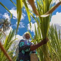 (Hello Africa) Zanzibar woman cultivates change with Chinese Juncao grass