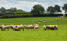 Pilgrim's UK launches lamb business