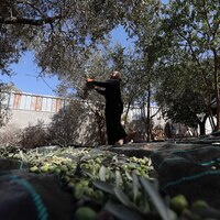 MIDEAST-WEST BANK-NABLUS-OLIVE