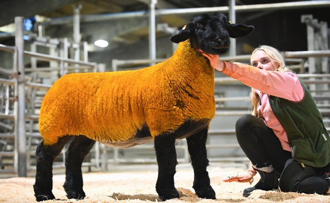 Howgillfoot ewe lamb, 30,000gns