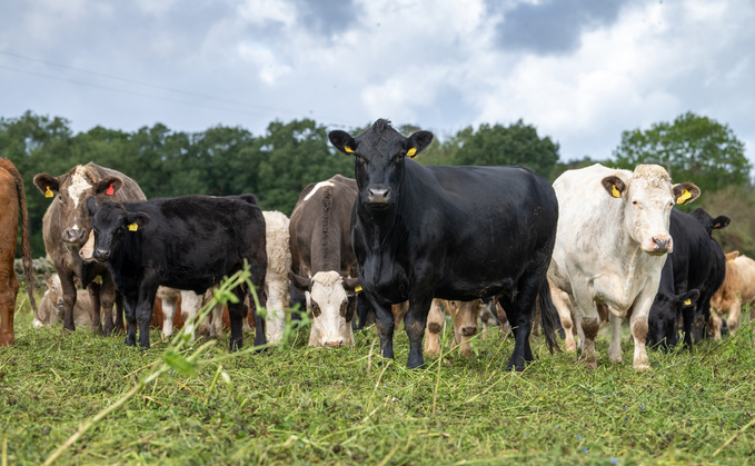 Could you identify bluetongue on farm?