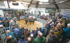 Store cattle to £1,805 at Broughton