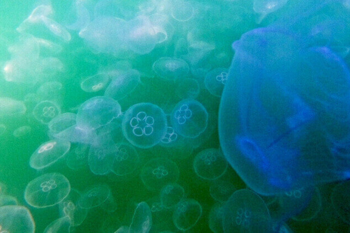 Jellyfish force French nuclear plant shutdown