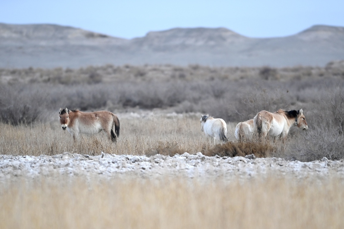 (EcoChina) CHINA-GANSU-DUNHUANG-PRZEWALSKI'S HORSE-PROTECTION (CN)