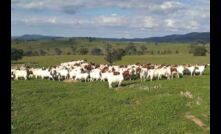 Australia's biggest goat research project is set to help producers improve productivity. Image by MLA.