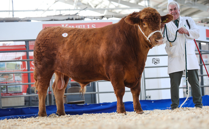 Treguddick Elgar, 11,500gns