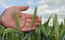 Wheat area to rise for harvest 2025