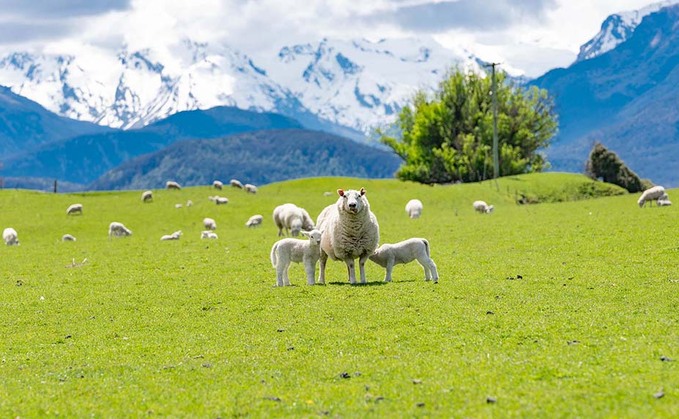 New Zealand trade deal opens door to beef, lamb, dairy and apple imports