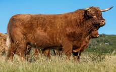 New Highland breed record of 23,000gns set at Stirling