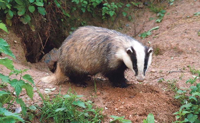 BBC under fire over 'biased' badger cull programme