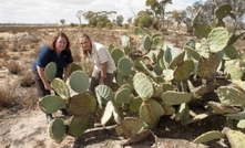 Wheel cactus discovered in Western Australia