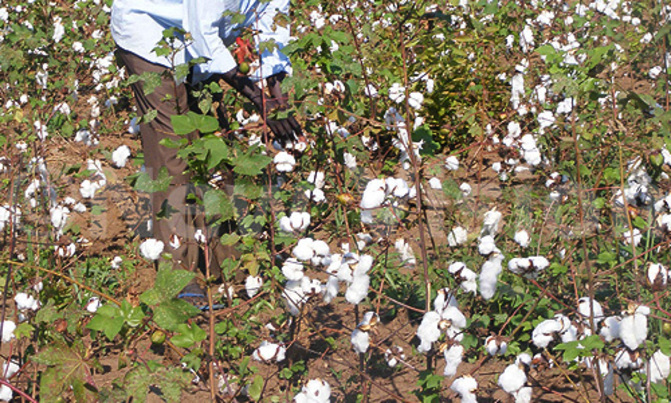 MPs insist on sh5.9b gov't owes cotton body MPs insist on sh5.9b gov't owes cotton body