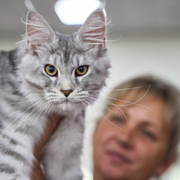 RUSSIA-VLADIVOSTOK-CAT SHOW