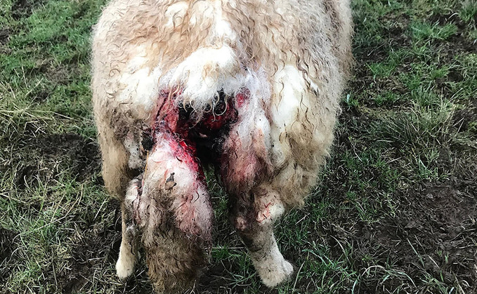 Farmer heartbroken as business 'hangs in balance' following dog attacks on pedigree sheep