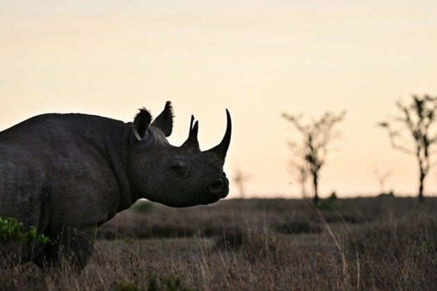 Botswana rhinos risk wipeout as poaching rises