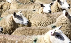 New sheep scab project success