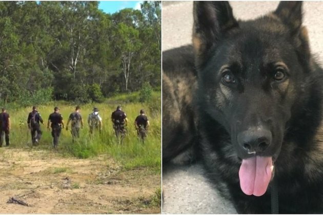 Helicopters, drones & 100 people search for missing dog
