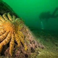 The bacteria killing sea stars in the Pacific: How our team uncovered a decade-long mystery