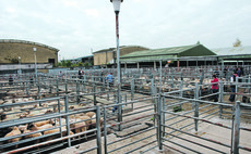 Norwich Council backs plans to relocate livestock market