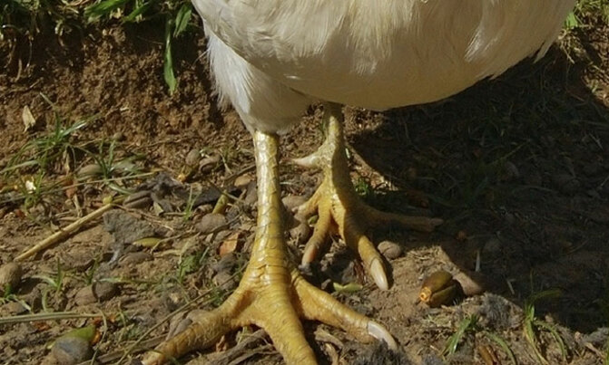 Scientists develop chick with 'dinosaur' feet Scientists develop chick with 'dinosaur' feet