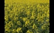  The EU has tightened its residue limits for the chemical haloxyfop in canola. Picture Mark Saunders.