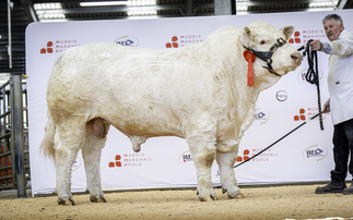 Charolais record at Welshpool