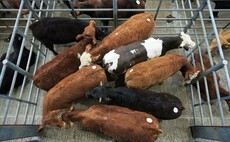 Good demand continues to drive beef trade