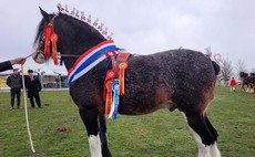 Swedish stallion takes top honours at National Shire Show
