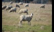  DPIRD in WA would like sheep producers to take part in a new survey. Picture Mark Saunders.