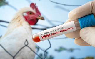 How new bird flu vaccines could help stop one of the worst pandemics in human history