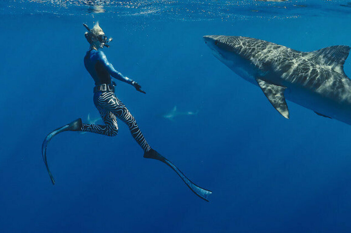 Netflix's Shark Whisperer wants us to think 'sexy conservation' is the way to save sharks - does it have a point?