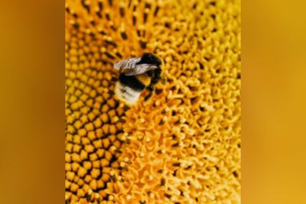 Scientists discover gut bacteria that improve memory in bees