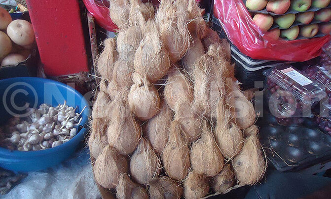It's off-season for coconuts It's off-season for coconuts