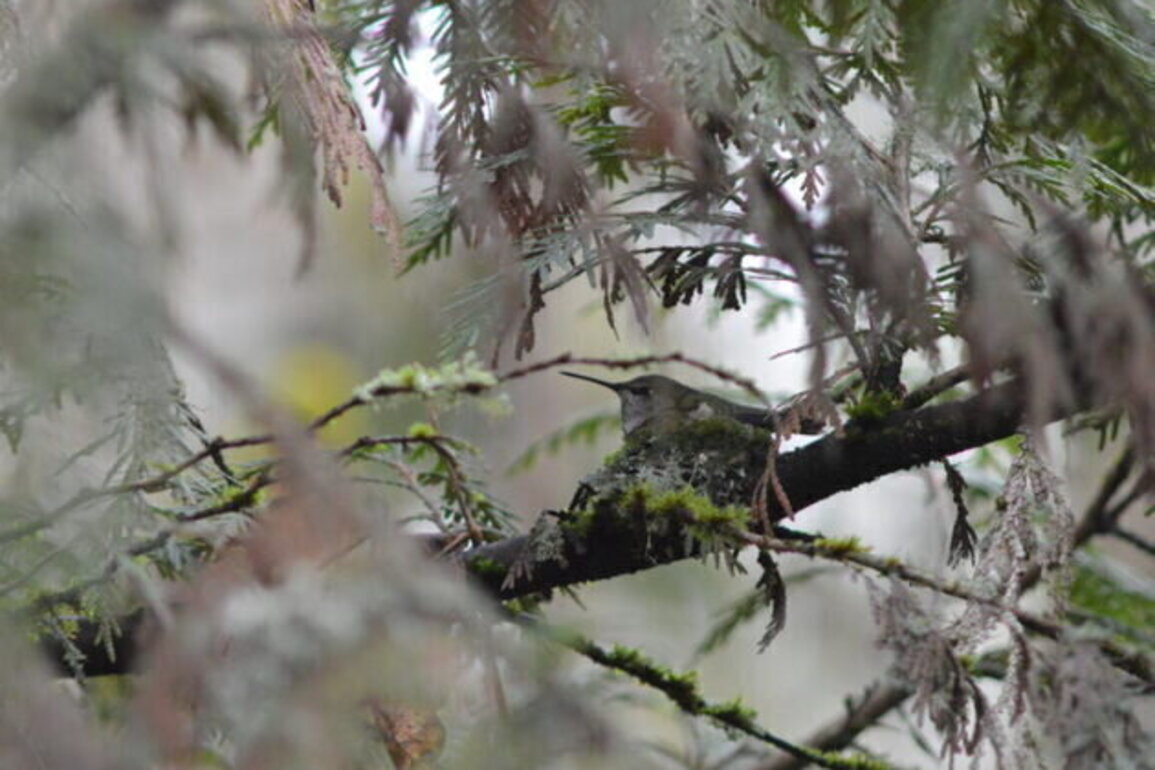 The hummingbird keepers of Portland, Oregon