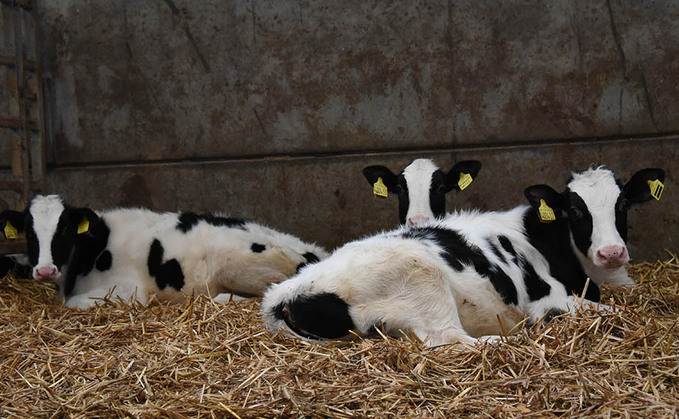 Pneumonia in calves: Top tips