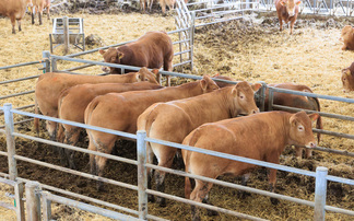 East Yorkshire Limousin herd continues to strive for genetic improvement