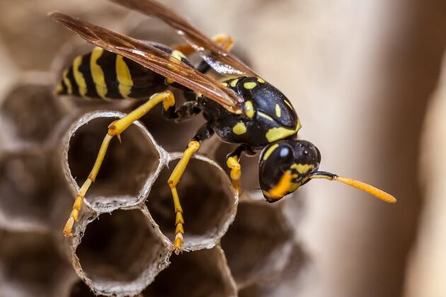 Chaos erupts after radioactive wasp nest is discovered at former US nuclear bomb factory